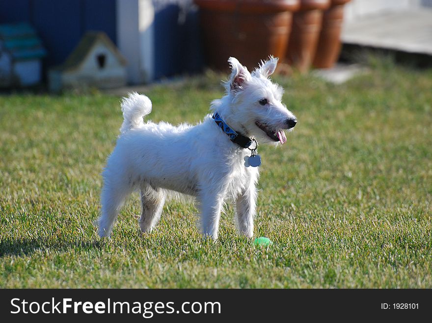 Jack Russell Terrier playing with a tennis ball outside. Jack Russell Terrier playing with a tennis ball outside