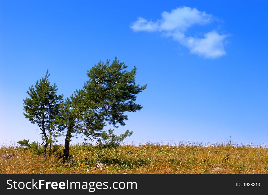 Alone tree in the field