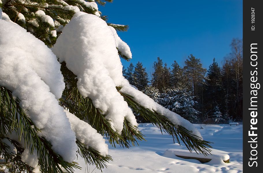 Snowy forest in the winter. Snowy forest in the winter