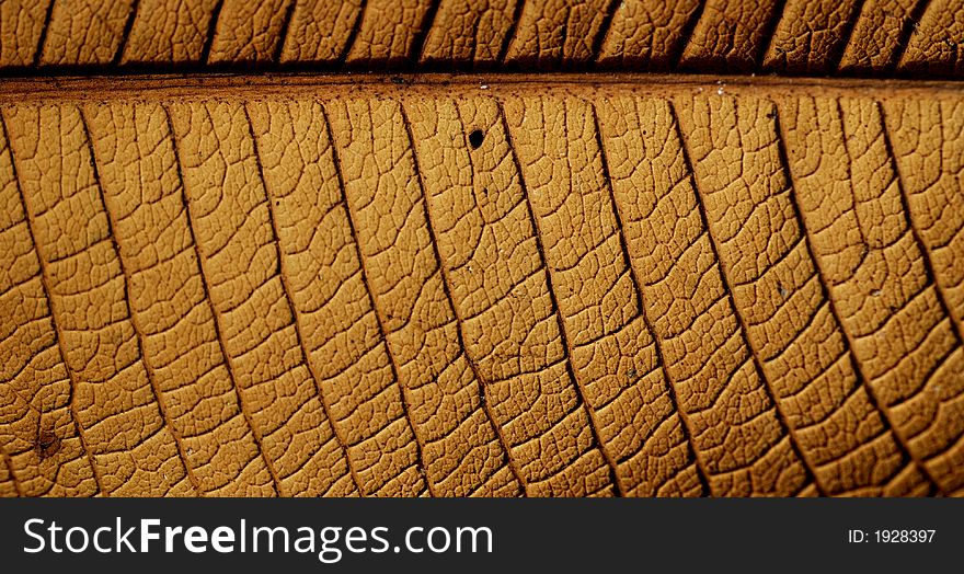A close up view of a big leaf structure