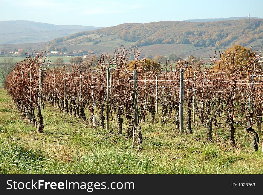 Rows of vine in front of  mountain in autumn landscape. Rows of vine in front of  mountain in autumn landscape