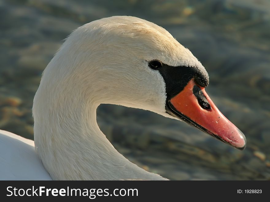 Head close up of adult swan