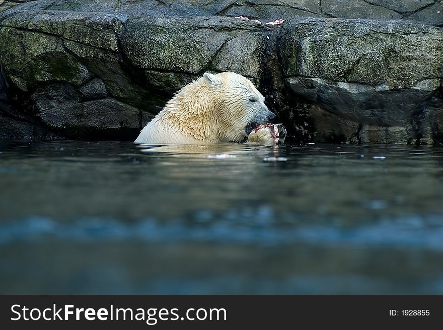 Polar bear sitting in the water, eating. Polar bear sitting in the water, eating.