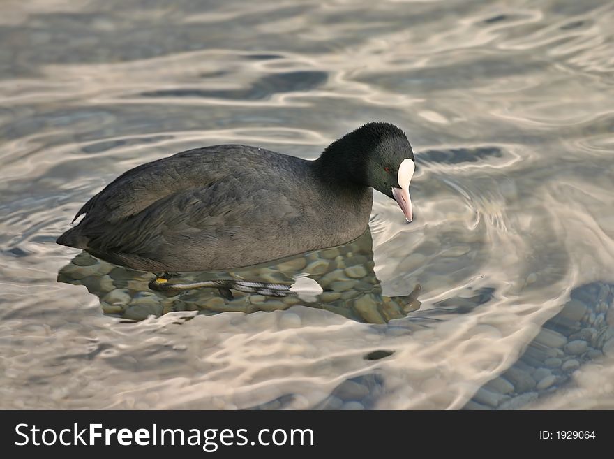 Strange duck swimming in water