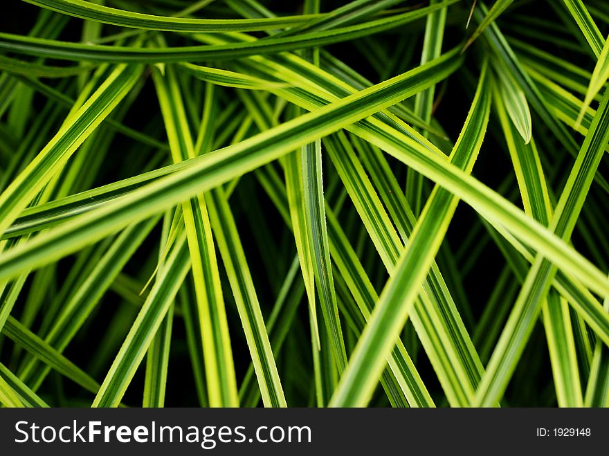 The grassy leaves weaving with each other. The grassy leaves weaving with each other