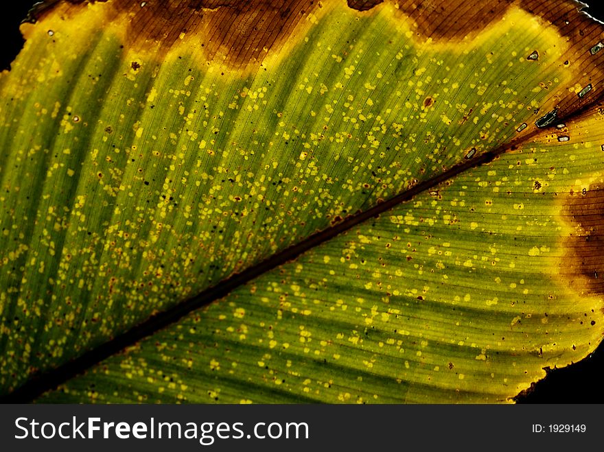 A close up view of a big leaf structure