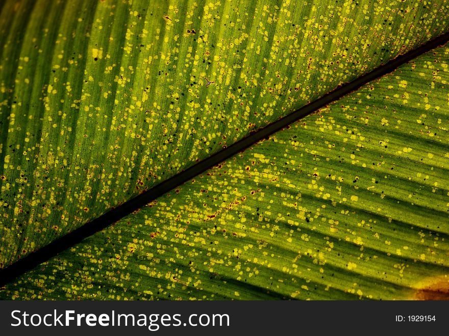 A close up view of a big leaf structure