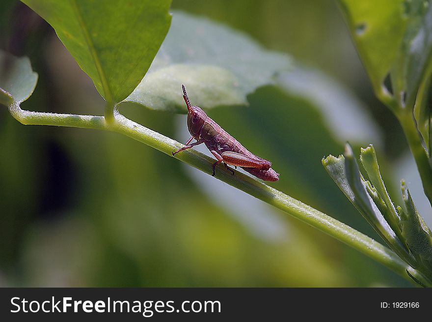 Close up of a grasshopper in summertime