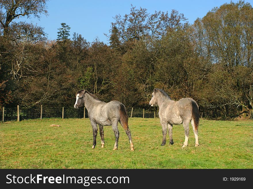 Two foals standing in a field in autumn.