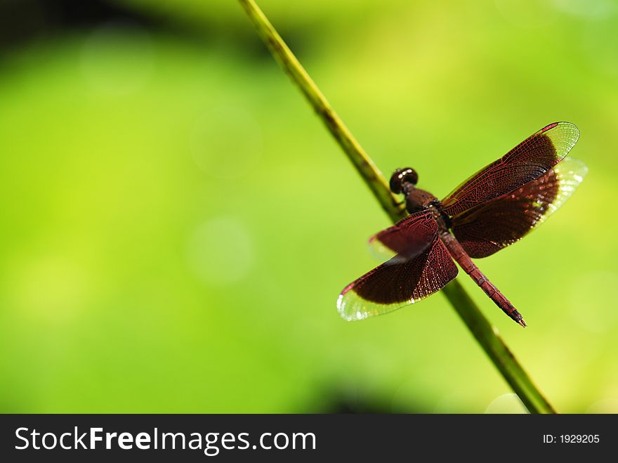 A dragonfly is resting a branch