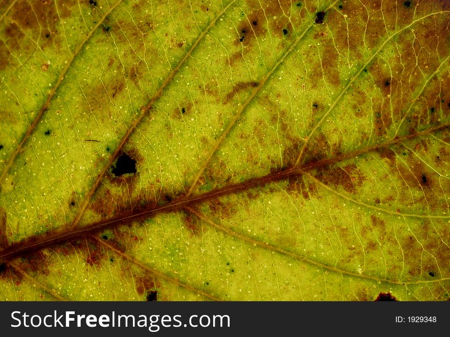 A closeup of a dry leaf. A closeup of a dry leaf
