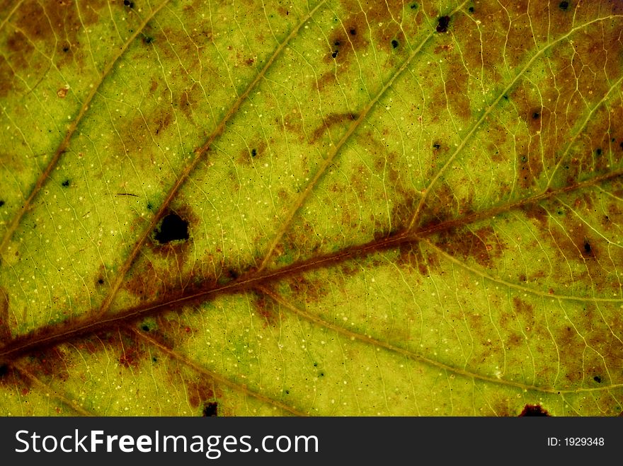 Dry Leaf From Autumn