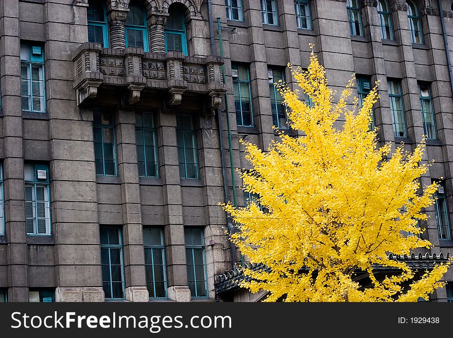 Bright yellow Gingko tree leaves in front of a public building in Kyoto, Japan. Bright yellow Gingko tree leaves in front of a public building in Kyoto, Japan.