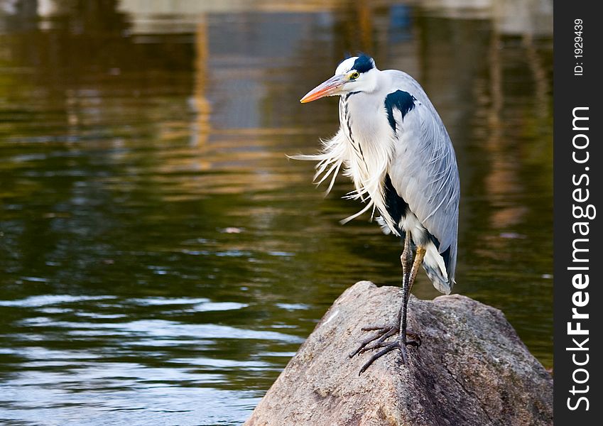 Exotic looking, windswept bird sitting on a rock in a pond, in Kyoto, Japan.