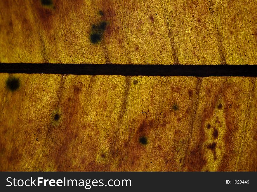 A closeup of a dry leaf. A closeup of a dry leaf
