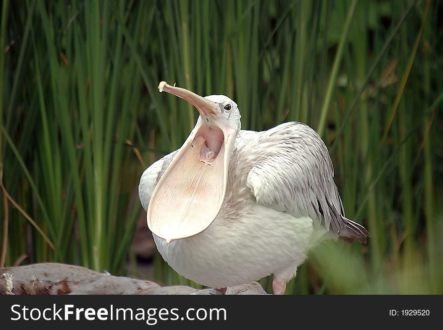 Pelican whith his beak wide open. Pelican whith his beak wide open