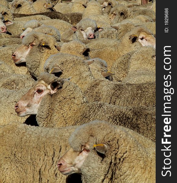 Mob of Merino sheep fill the frame. Mob of Merino sheep fill the frame
