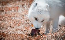 Arctic Fox Eating Royalty Free Stock Image