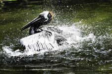 Brown Pelican Stock Photos Brown Pelican Stock Photos
