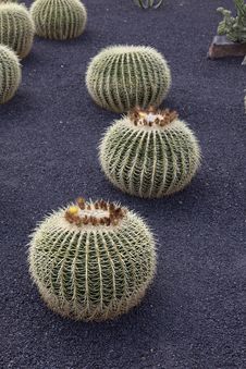 Cactuses In A Tropical Garden Stock Photography