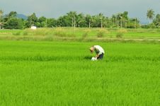 Farmer Working Royalty Free Stock Photography Farmer Working Royalty Free Stock Photography