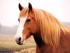 Close Up Of Palomino Draft Horse Stock Image Close Up Of Palomino Draft Horse Stock Image