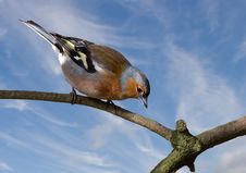 Male Chaffinch Royalty Free Stock Photography