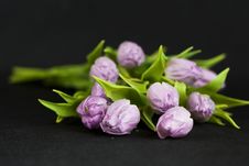 Bouquet Of Lilac Tulips Against A Dark Background Royalty Free Stock Photography