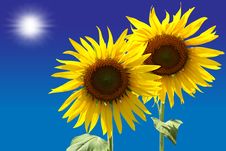 Two Sunflowers Royalty Free Stock Photography
