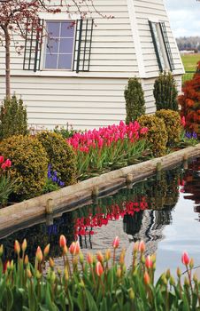 Colorful Tulip Garden Stock Photography Colorful Tulip Garden Stock Photography