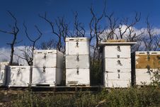 Beehives And Burnt Bush Stock Images Beehives And Burnt Bush Stock Images