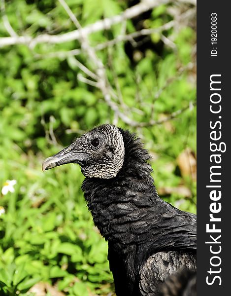 Portrait of a black vulture at Everglades National Park