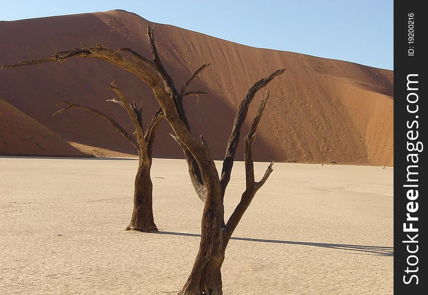 Dead tree at sossusvlei namibia