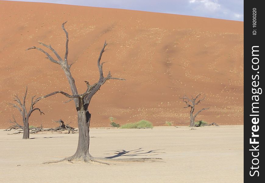 Dead tree in dunes at sossuvlei namibia. Dead tree in dunes at sossuvlei namibia
