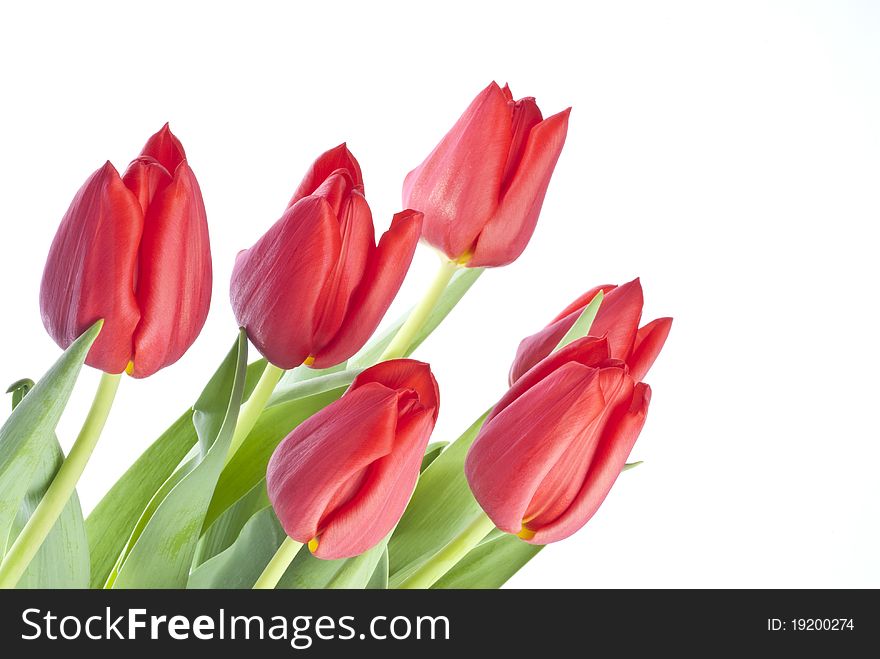 Bunch of red tulips isolated on white.