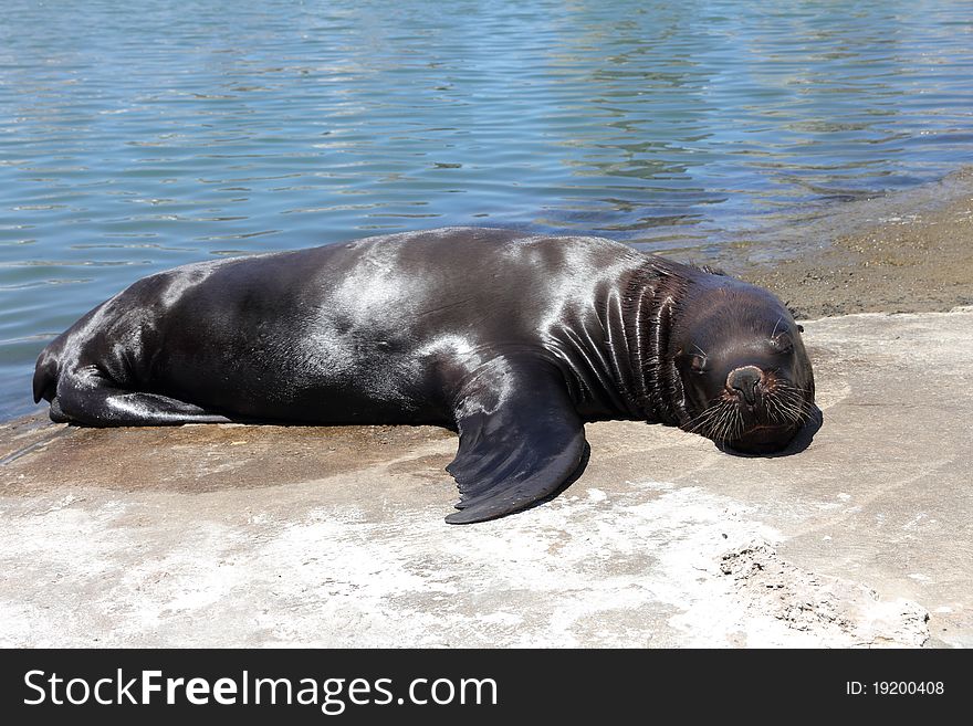 Sea lion relaxing on the coast