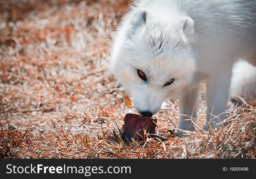 A gorgeous fox enjoys a meal. A gorgeous fox enjoys a meal.