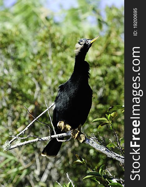 An Anhinga perched on a limb with feathers blowing.