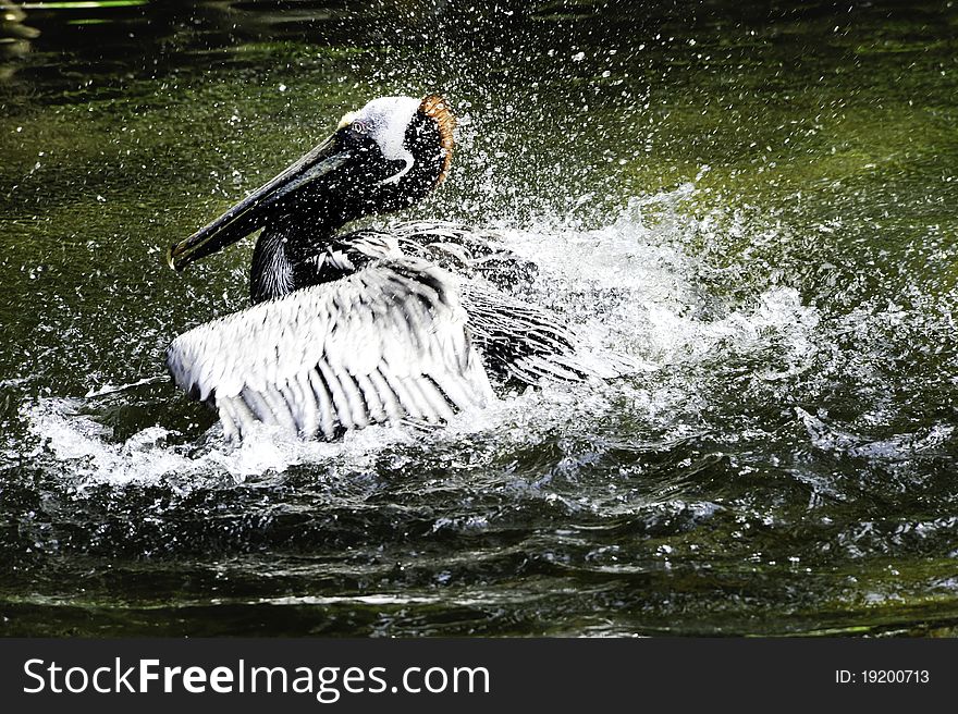 A brown pelican splashing in the water with water droplets.