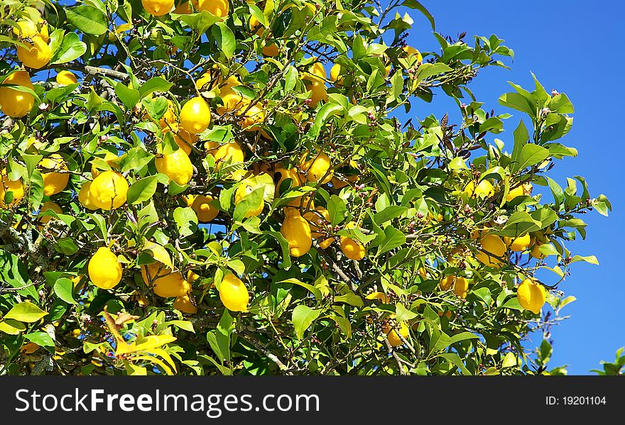 Yellow lemons on tree at Portugal. Yellow lemons on tree at Portugal.