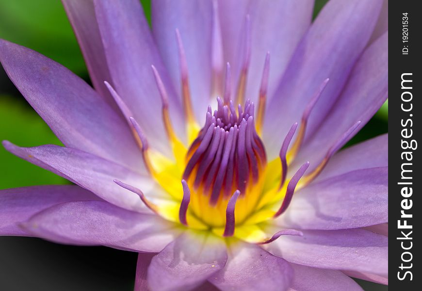 Purple lotus and yellow pollen blooming