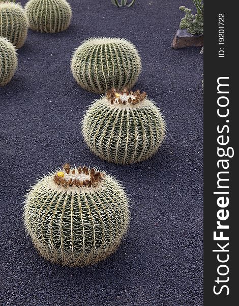 Cactuses in a tropical garden in Lanzarote. ( museo de cactuses ) Lanzarote a Spanish island, is one of the Canary Islands, in the Atlantic Ocean, appr. 125 km off the coast of Africa.