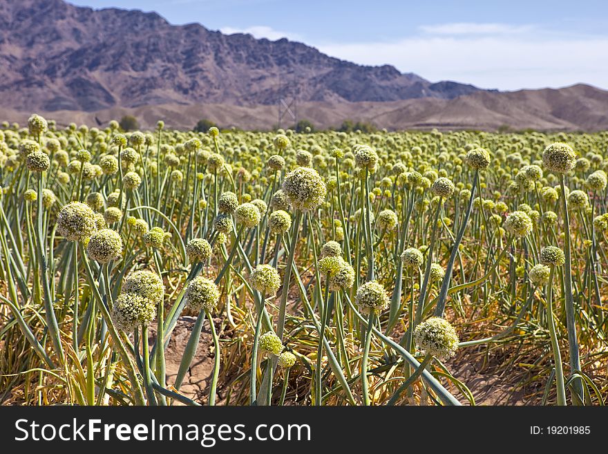 Field of yellow onions with a mountain background. Field of yellow onions with a mountain background