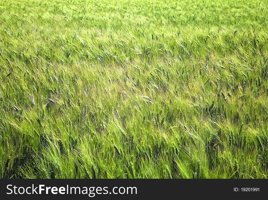 View of a lush green wheat field. View of a lush green wheat field