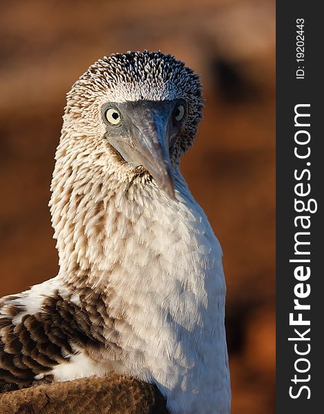 Close-up of a blue-footed booby