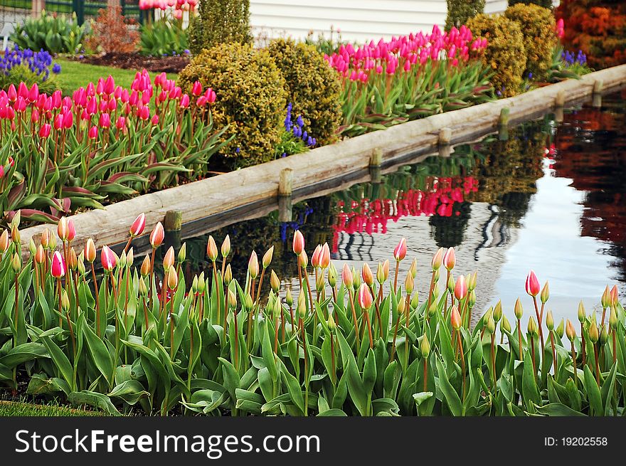 Spingtime garden with colorful tulips and pond. Spingtime garden with colorful tulips and pond