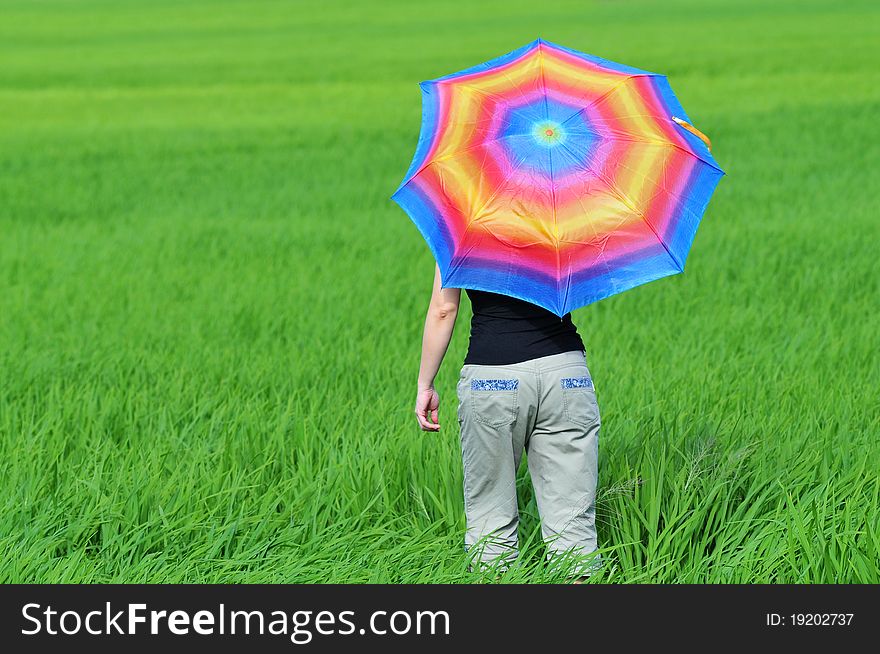 Colorful umbrella, woman and paddy field