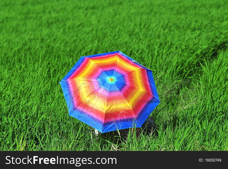 Colorful umbrella in the paddy field