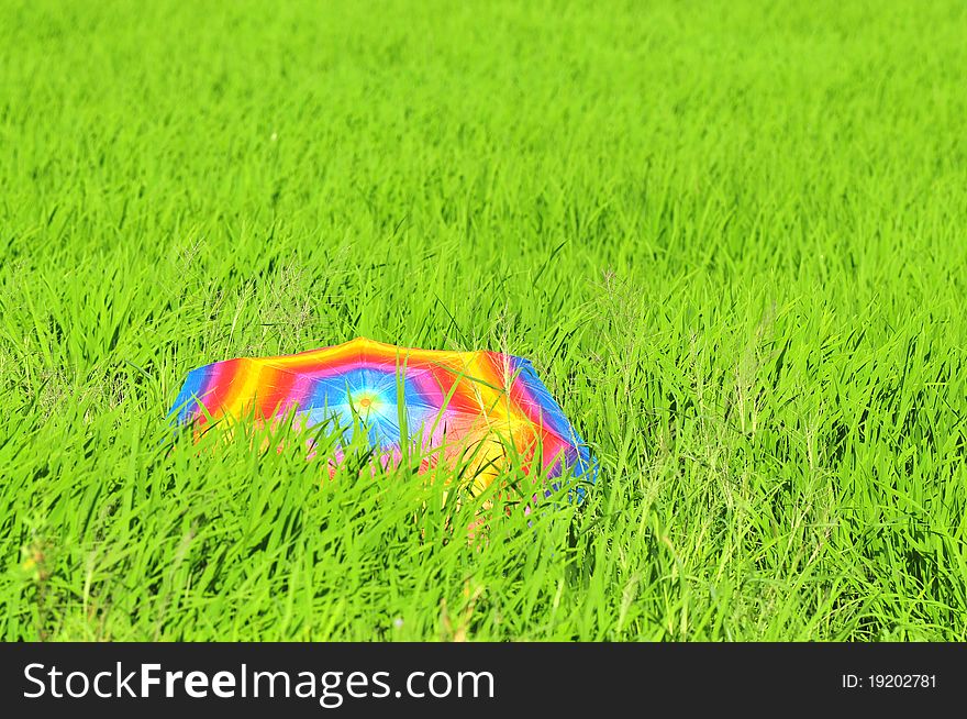 Colorful umbrella and paddy fields