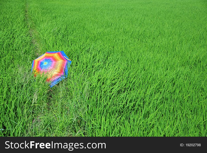 Colorful umbrella in the paddy field